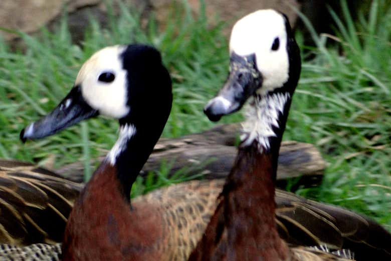 Admirando as diferentes aves
