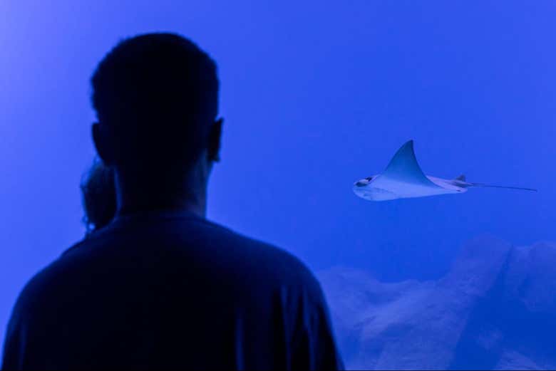 Viendo a uno de los ejemplares de mantarrayas de Aquafoz