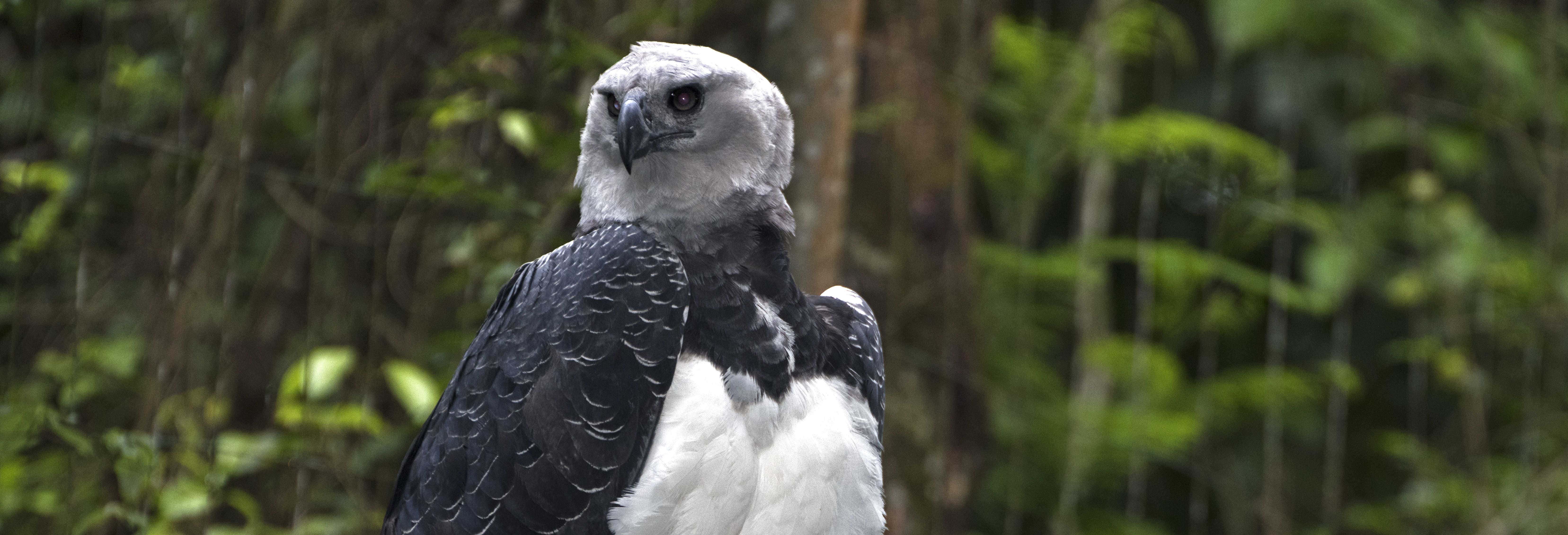 Trilha / Trekking em Foz do Iguaçu