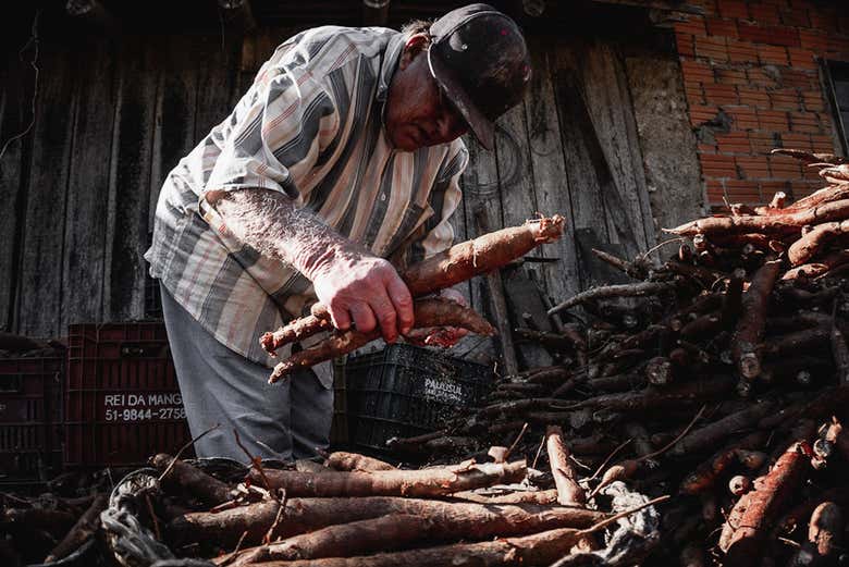Mandiocas para a produção da farinha
