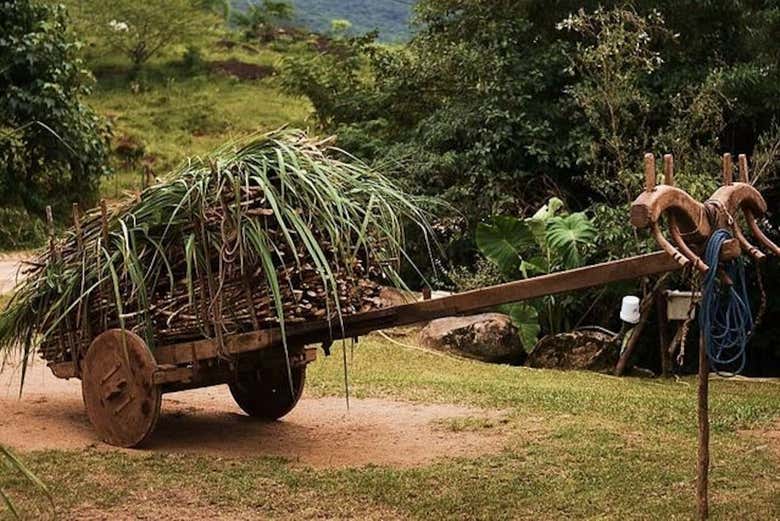 Cana-de-açúcar para produção da cachaça