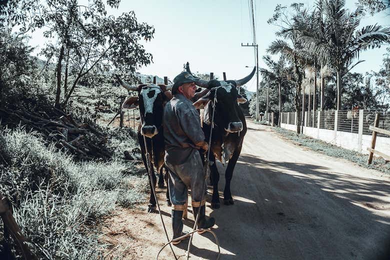 Alambique do Vô Zeca