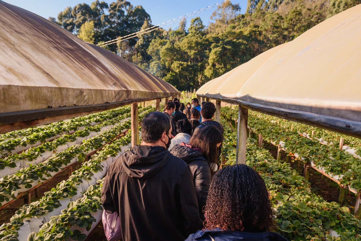 Visitando las plantaciones de fresas