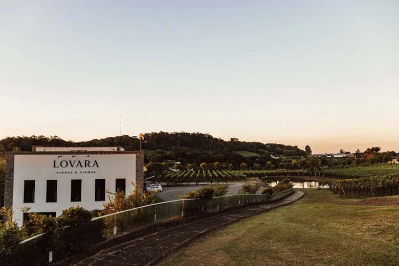 Vinícola Lovara e suas vinhas