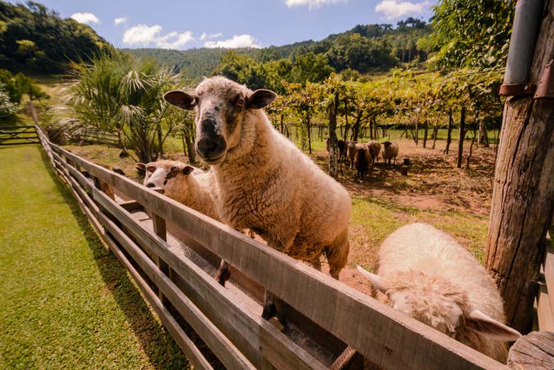 Paisagens rústicas de Gramado