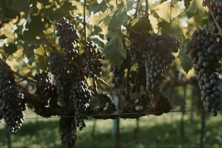 Uvas na vinícola Aurora