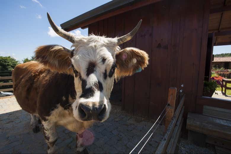 Você viverá um dia em pleno contato com a natureza