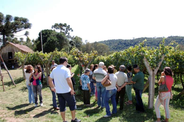 Visita à vinícola Aurora