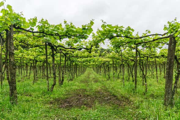 Tour pelas vinícolas do Vale dos Vinhedos