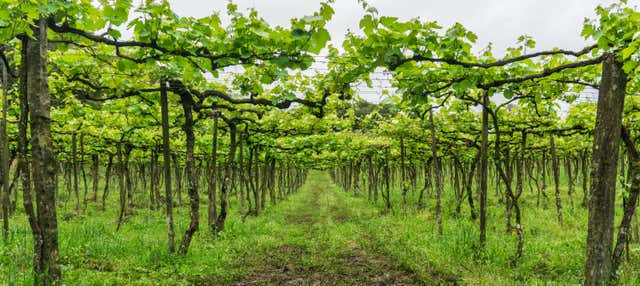 Tour del vino por el Vale dos Vinhedos