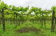 Tour del vino por el Vale dos Vinhedos