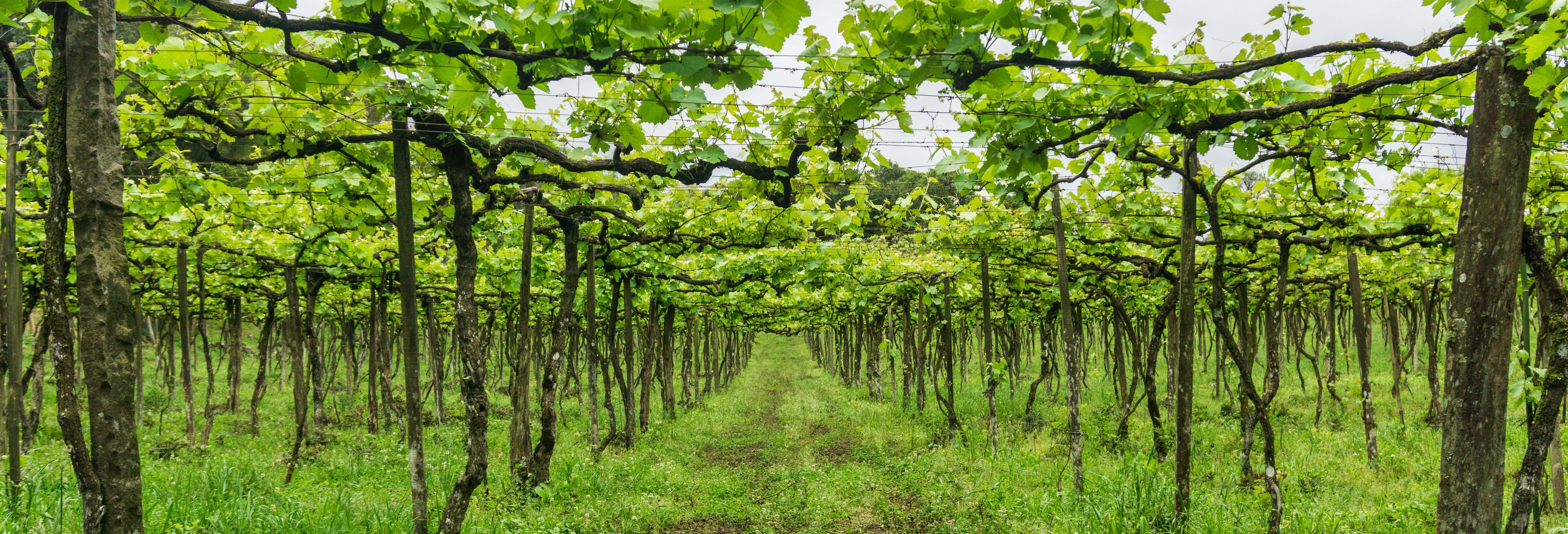 Gastronomía y enoturismo en Gramado
