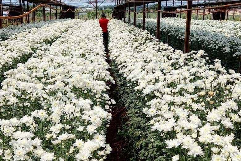 Conhecendo as flores da estufa
