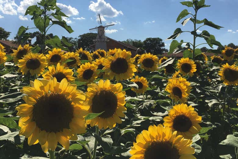 Girassóis e moinho ao fundo