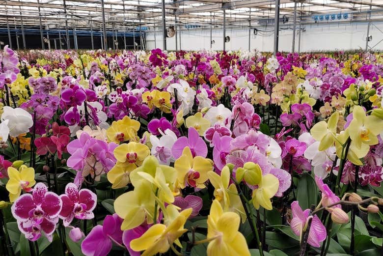 Iremos a uma plantação de orquídeas.