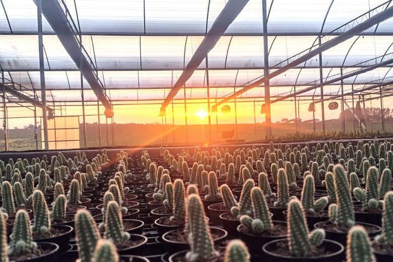Estufa de cactos