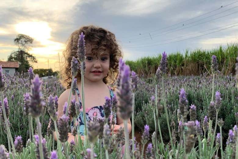 Uma criança no campo de lavanda