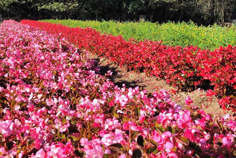 Flores em Holambra