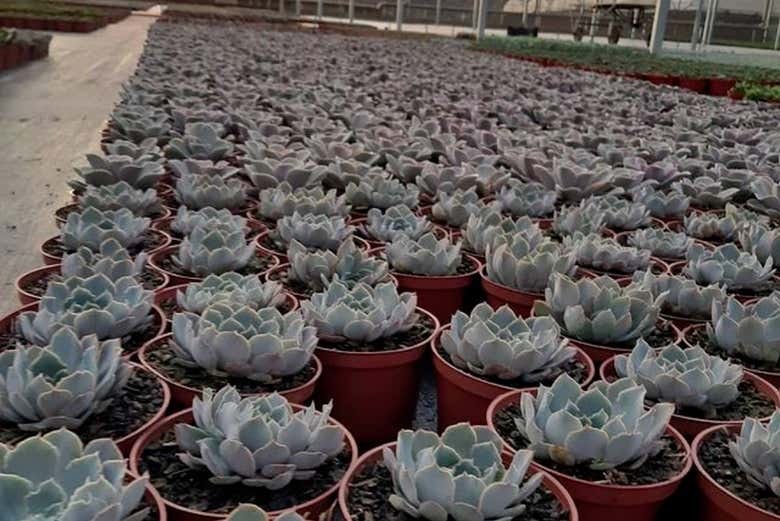 Você conhecerá diversas espécies de flores