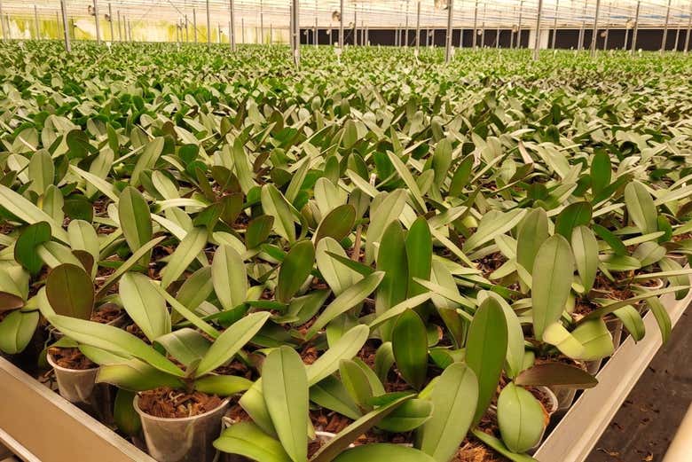 Orquídeas cultivadas em estufa