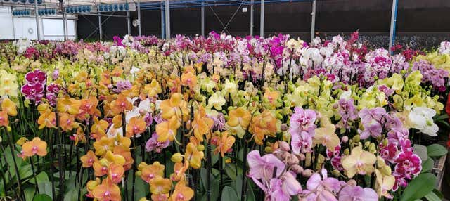 Tour delle orchidee di Holambra