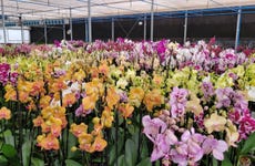 Tour das orquídeas por Holambra