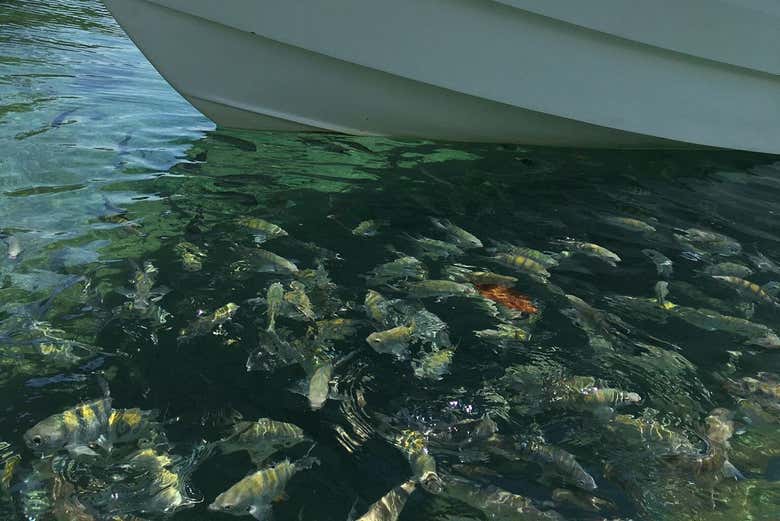Peces en lagoa Verde