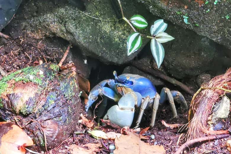 Un cangrejo azul