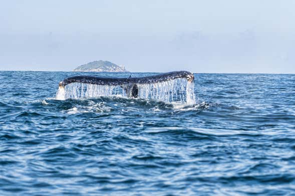 Whale watching a Ilhabela