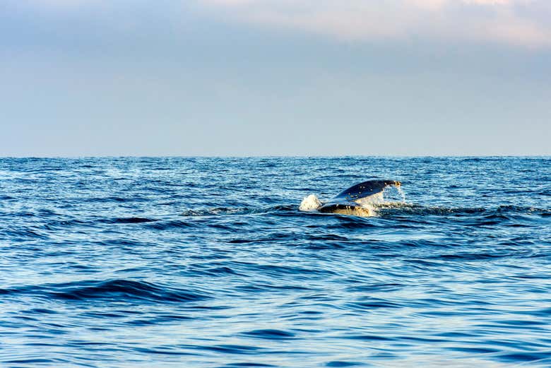 Poderemos ver as barbatanas das baleias no mar