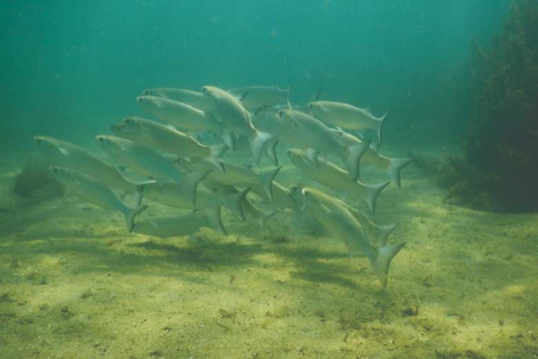 School of fish