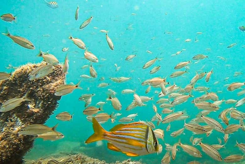 Cardume de peixes em Ilhabela