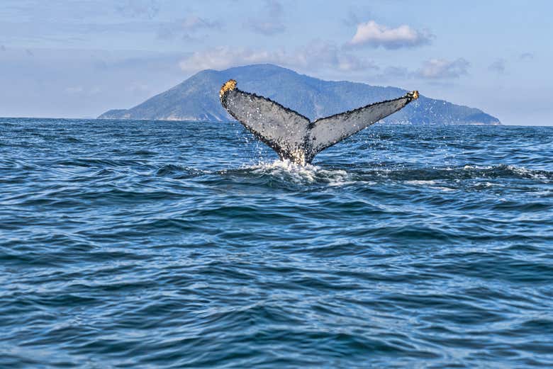 Cauda de uma baleia na costa de Ilhabela