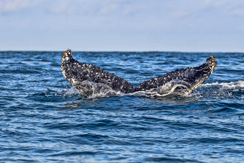 Cauda de uma baleia emergindo no mar ao largo de Ilhabela