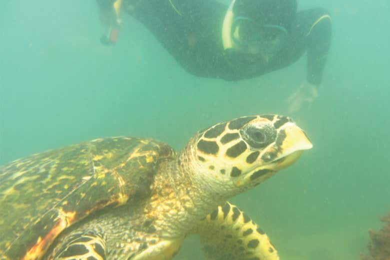 Fauna de Ilhabela
