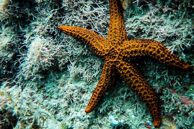 Estrela-do-mar em Ilhabela