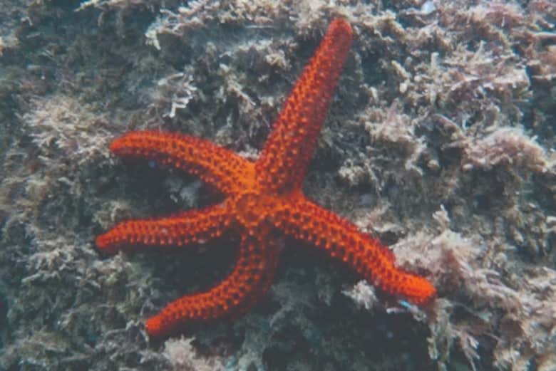 Starfish