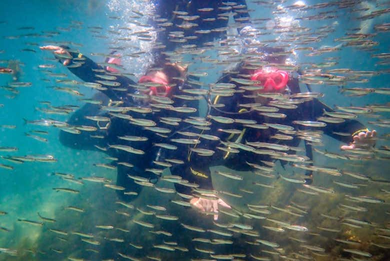 Observando a fauna marinha de Ilhabela