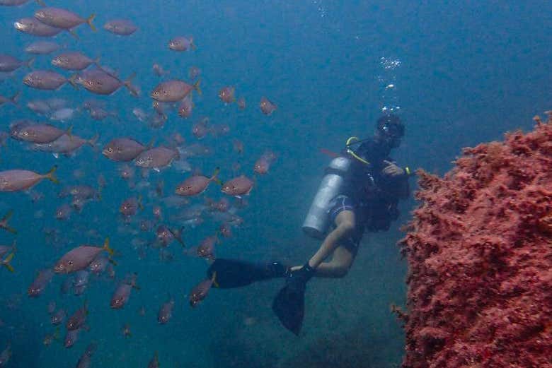 Mergulhando em Ilhabela