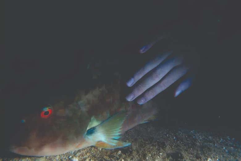 Peixe durante o mergulho noturno