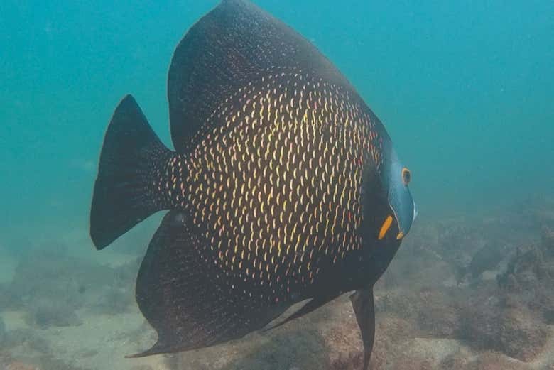 Ilhabela's marine life
