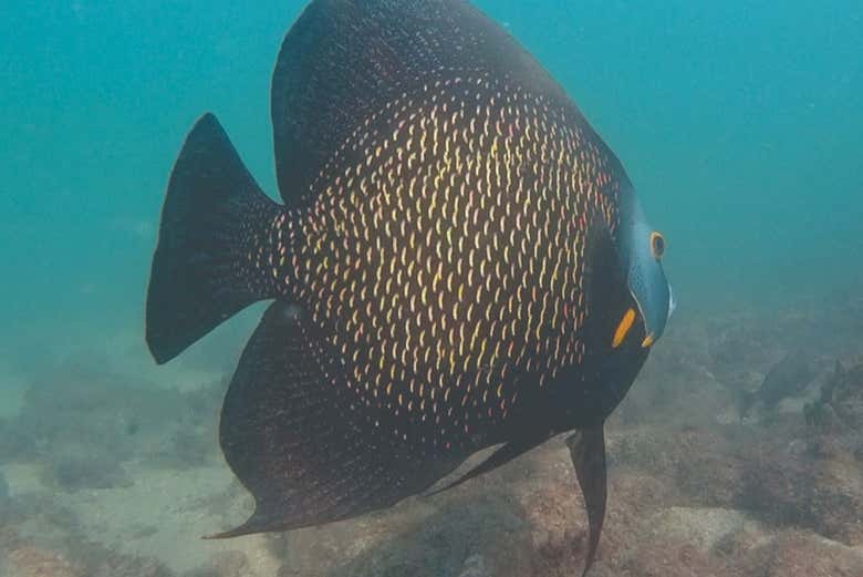 Fauna de Ilhabela