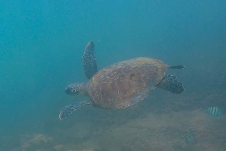 Poderemos ver tartarugas durante a imersão