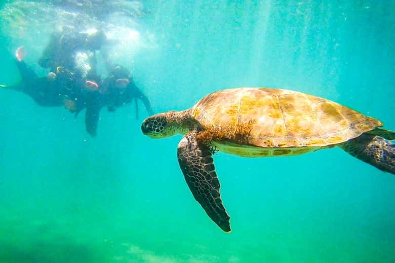 Avistando uma tartaruga-marinha durante o batismo de mergulho