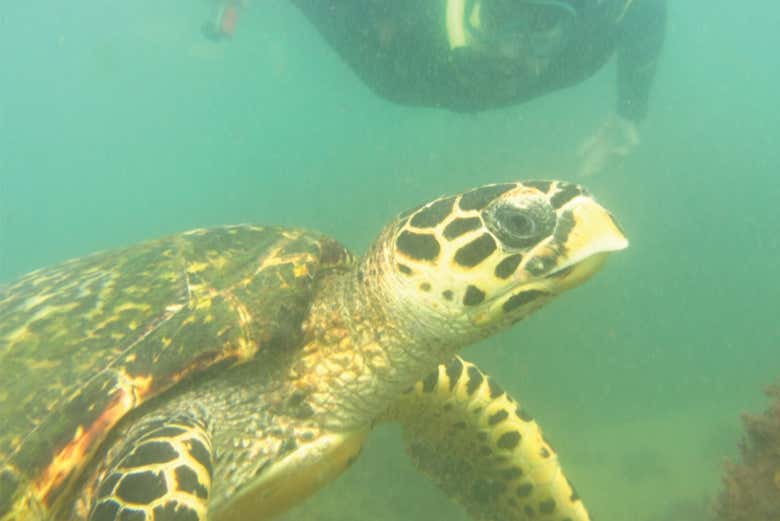 Marine life on Brazil's north coast