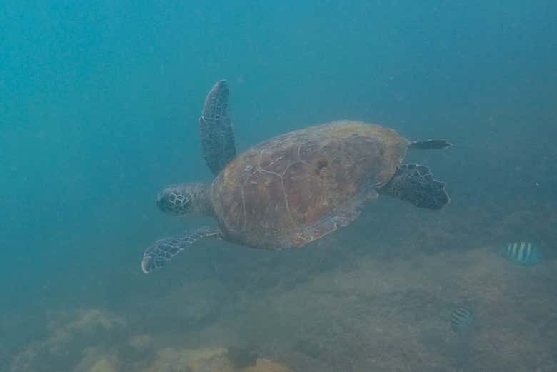Sea turtle