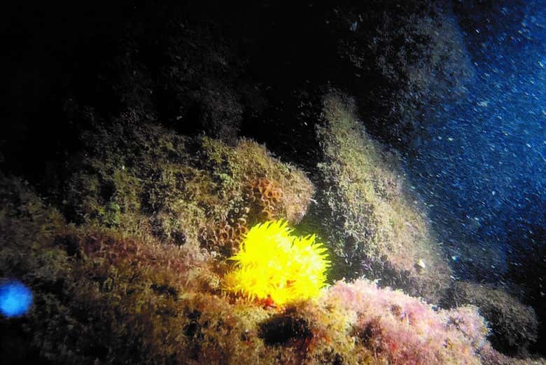 Vegetação do fundo do mar