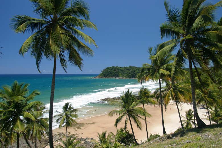 Coqueiros da praia do Resende