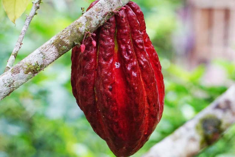 Discover the origins of chocolate