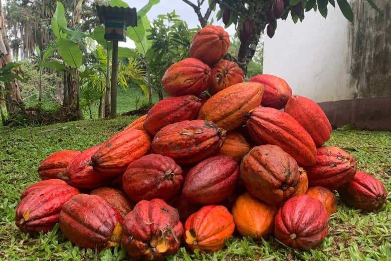 Ilhéus + Cocoa Farm Tour, Ihéus